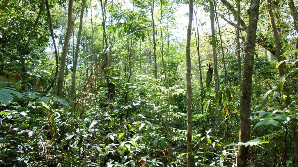 cat-tien-jungle-2