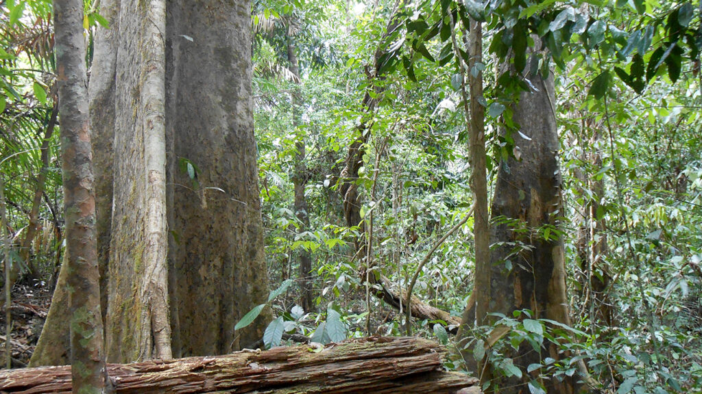 cat-tien-jungle-vandring