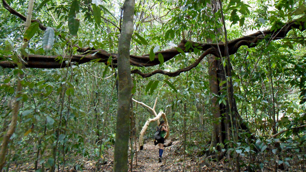 cat-tien-sti-jungle